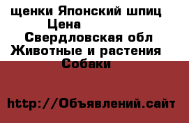 щенки Японский шпиц › Цена ­ 35 000 - Свердловская обл. Животные и растения » Собаки   